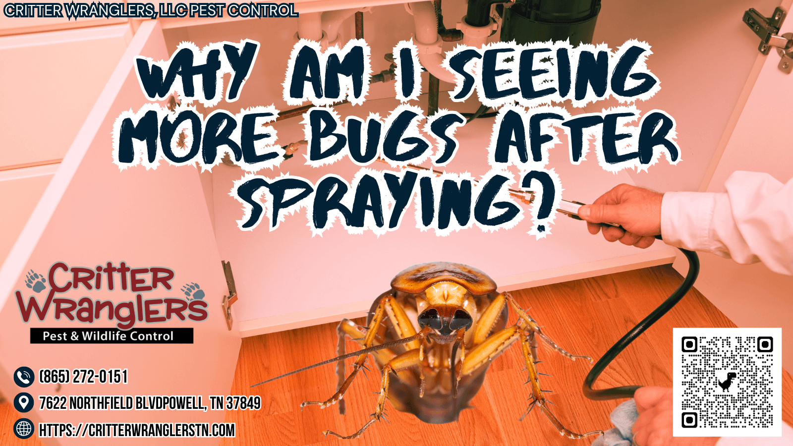 Why Am I Seeing More Bugs After Spraying