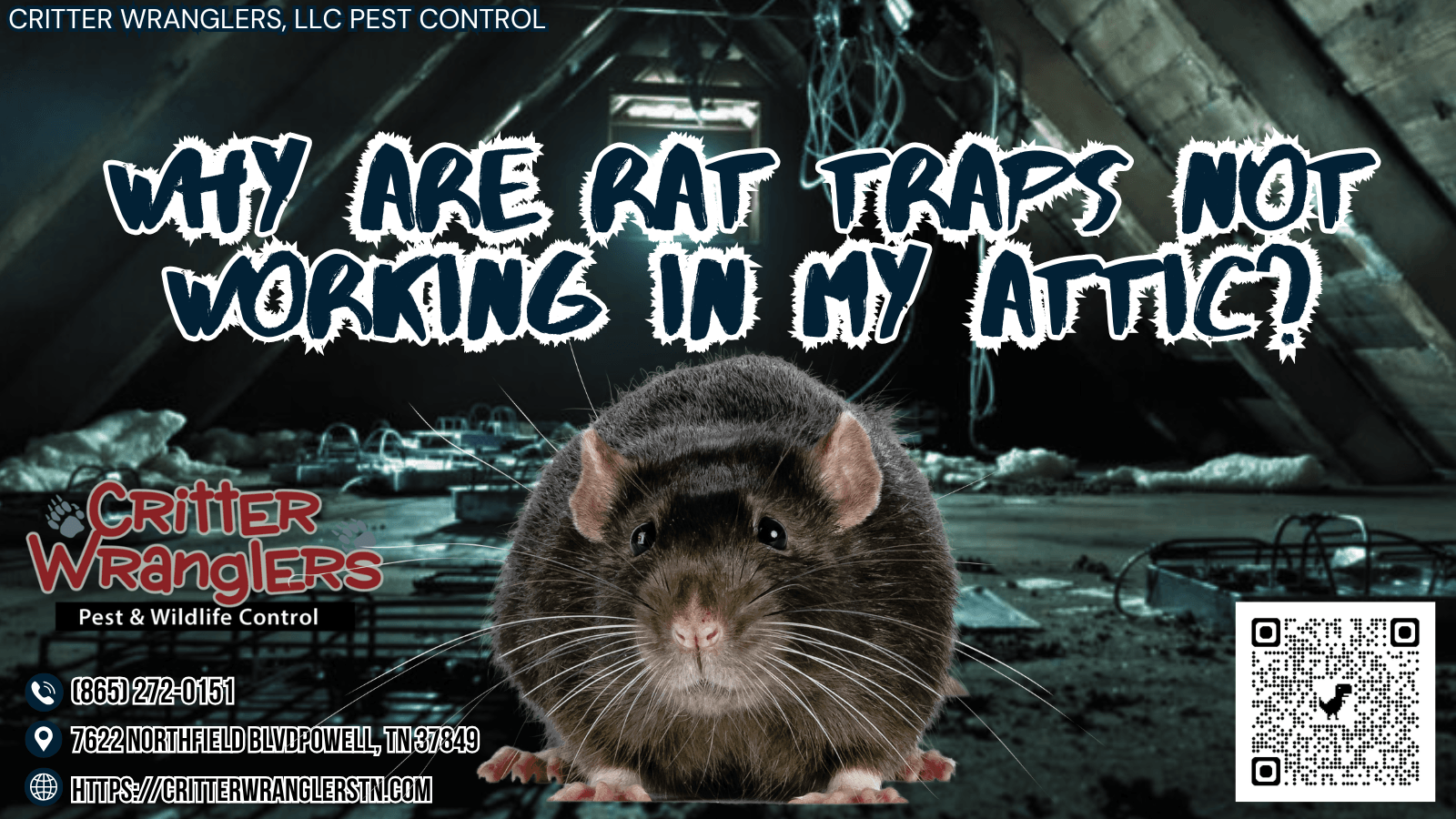 Why Are Rat Traps Not Working In My Attic