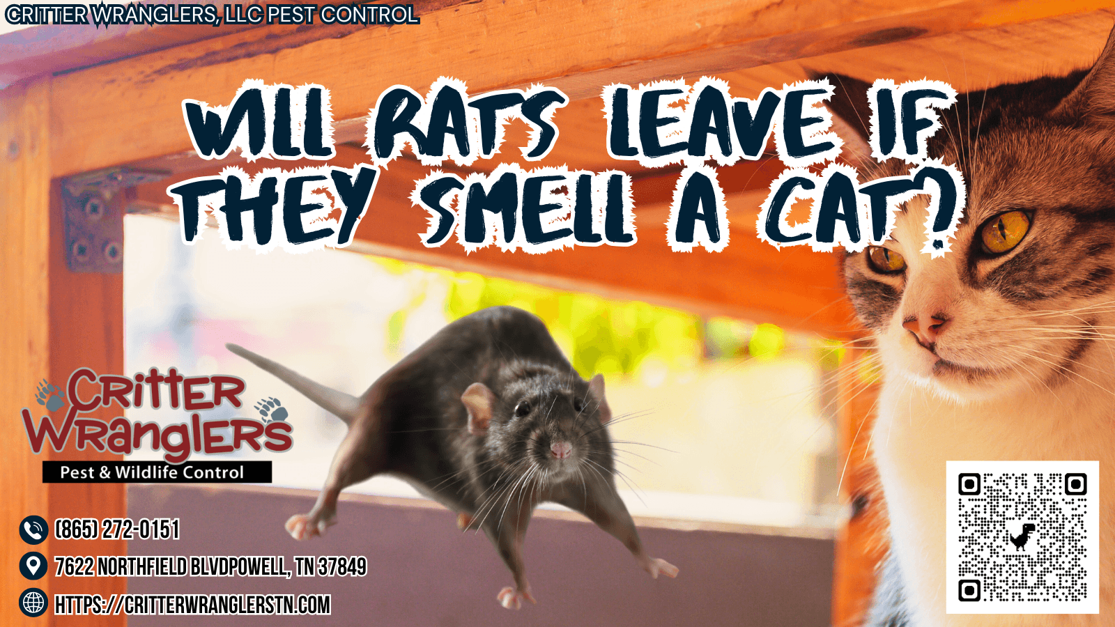Will Rats Leave If They Smell A Cat
