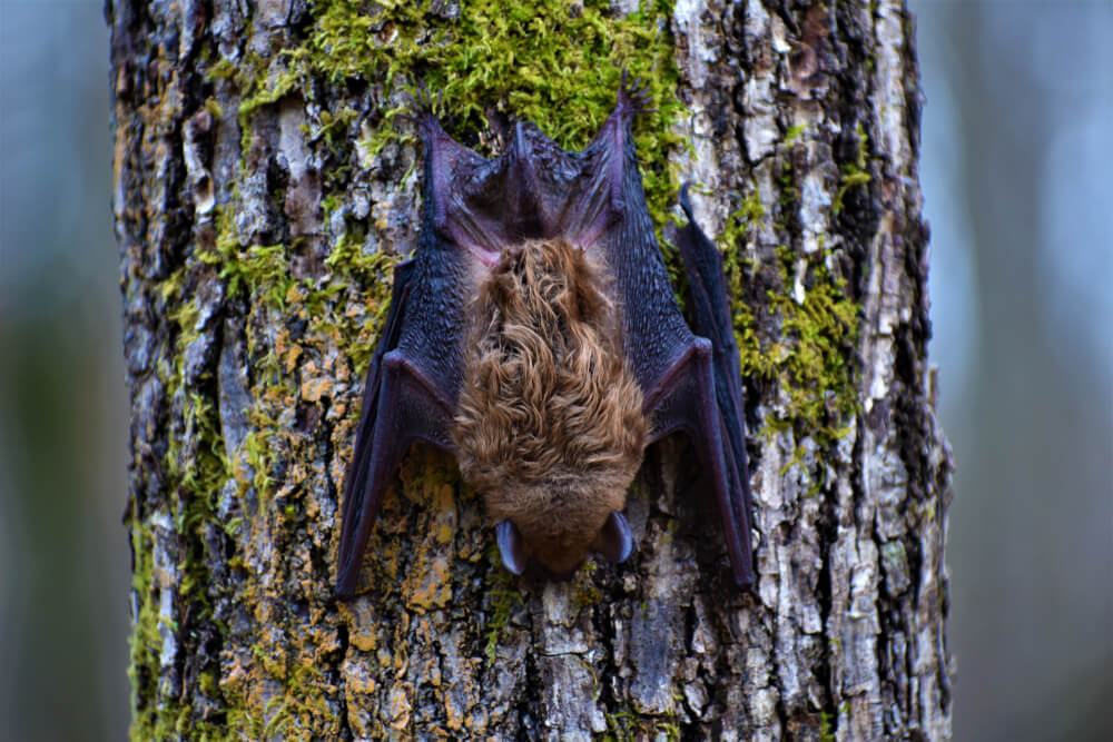 A,Big,Brown,Bat,Is,Found,Out,Of,Hibernation,During