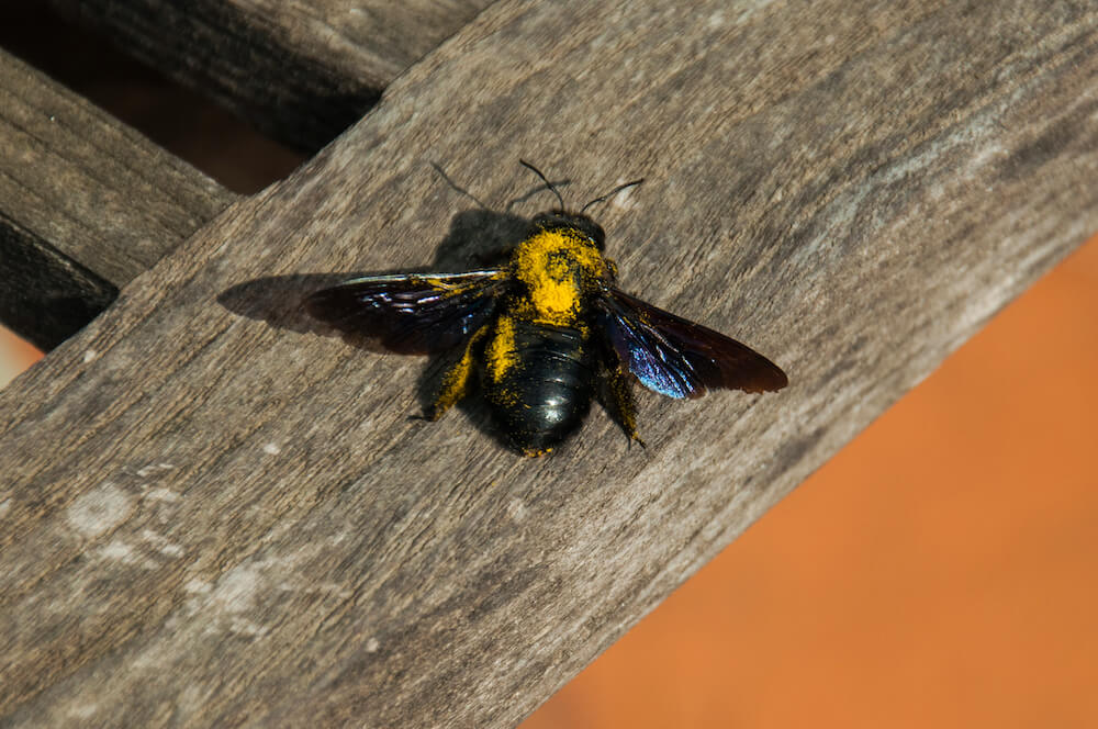 Violet,Carpenter,Bee,Sits,On,A,Wooden,Garden,Chair,,Large