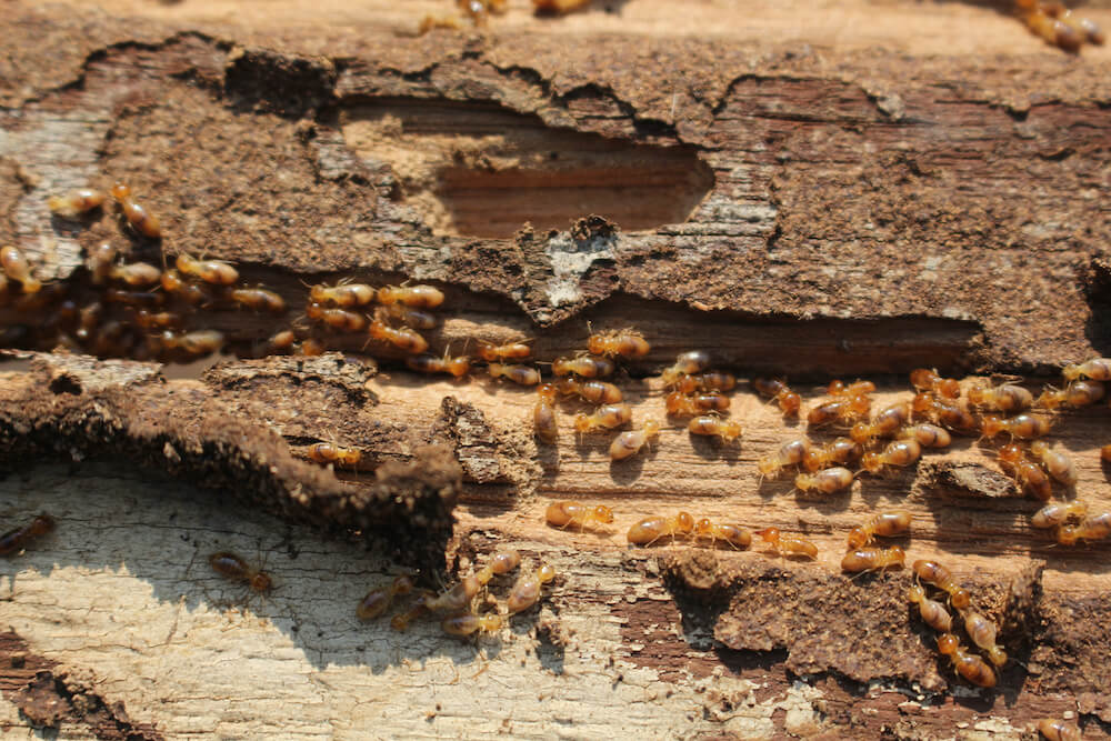 Termites,Are,Eating,The,Wood,Of,The,House.,They,Destroy