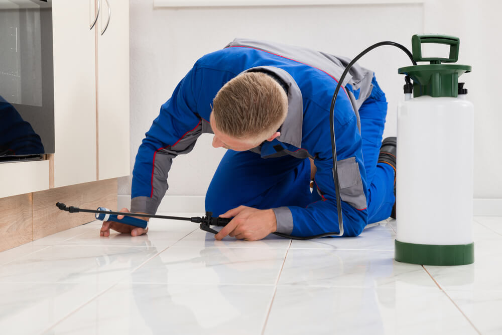 Male,Worker,Kneeling,On,Floor,And,Spraying,Pesticide,On,Wooden