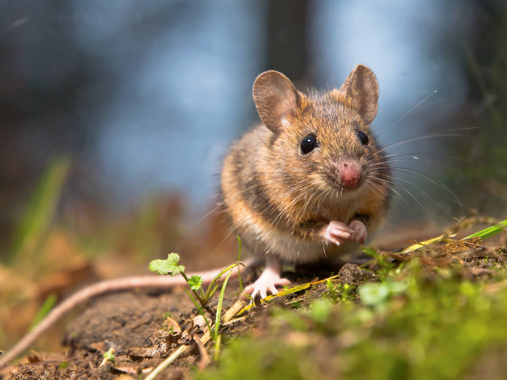 Wild,Wood,Mouse,Sitting,On,The,Forest,Floor