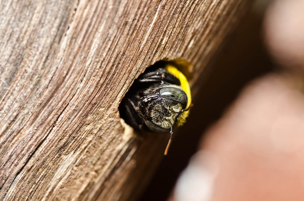 Carpenter,Bee,In,The,Nature,Or,In,The,Garden.it's,Danger