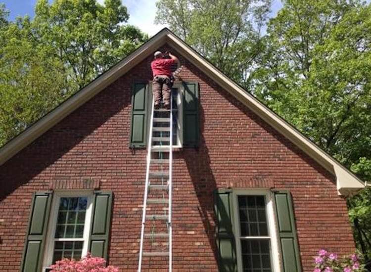 Squirrel Home Animal Proofing