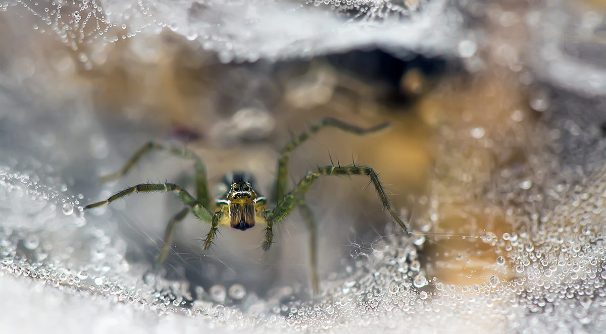 Winter Pest Control in Knoxville: What's Still Active