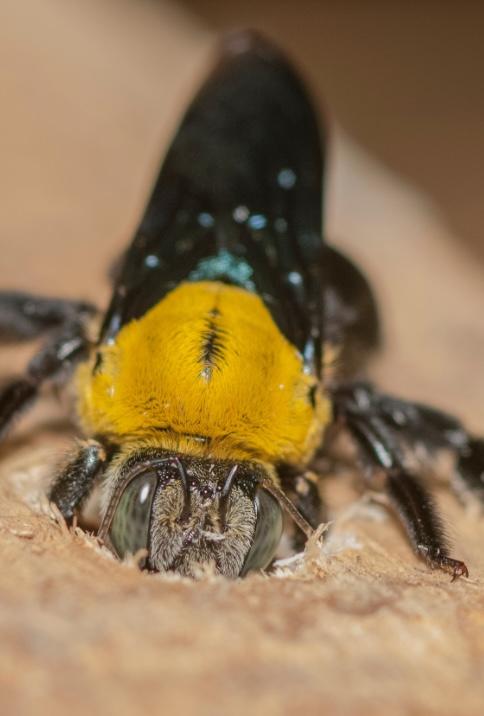 carpenter-bees-boaring image Carpenter bee damage on a Knoxville, TN home
