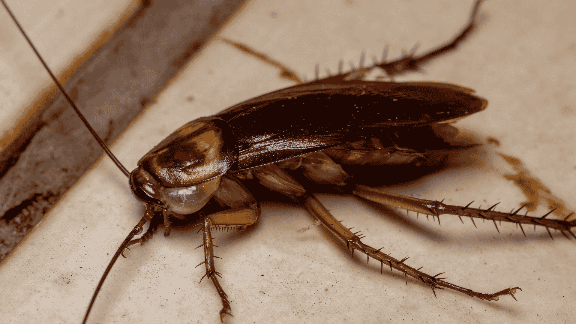 Pest Control & Wildlife Removal in West Hills, TN