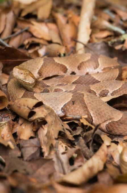 copperhead-1 image Snake removal from a Knoxville, TN home
