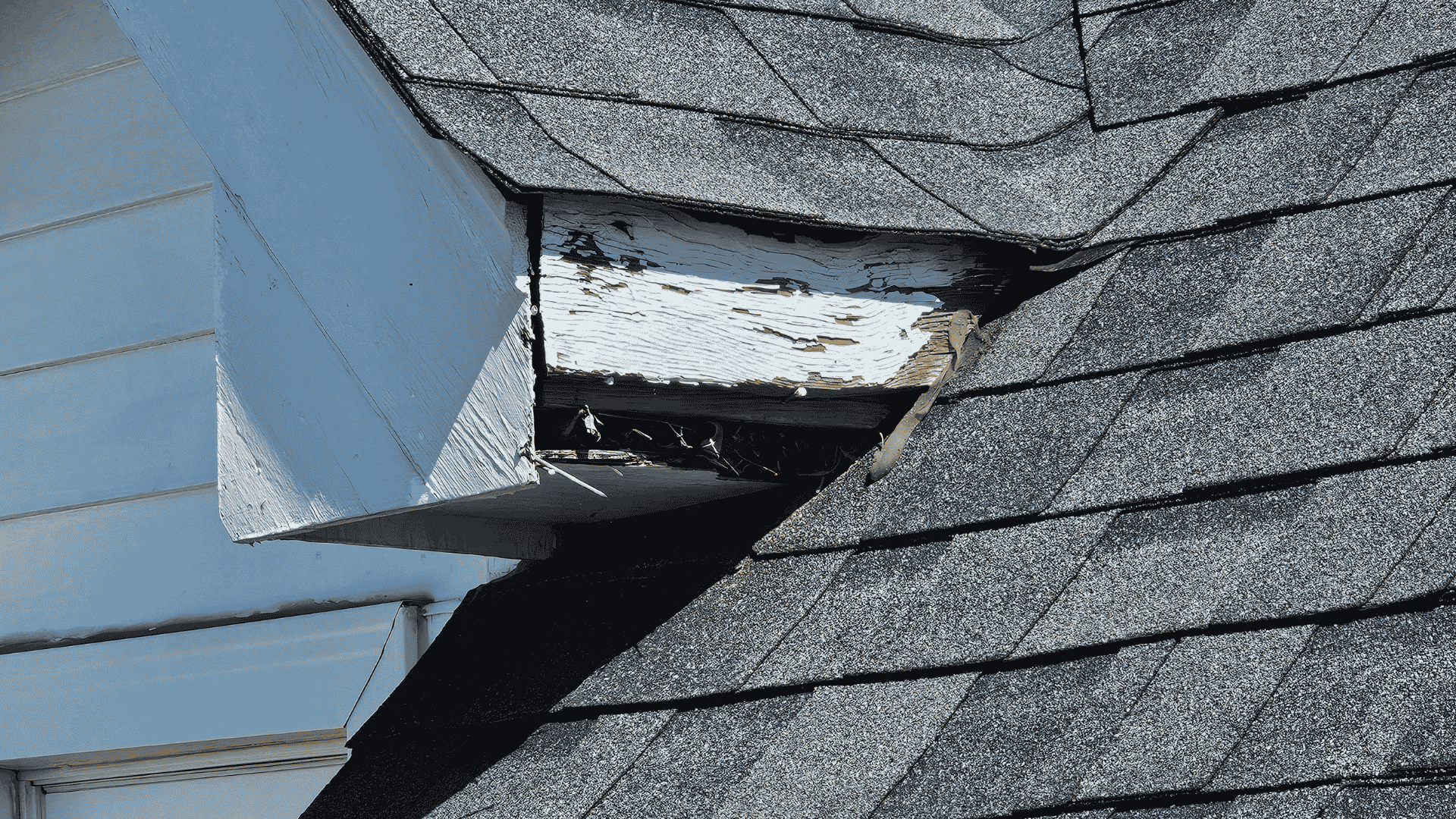 Termite Control in Knoxville, TN