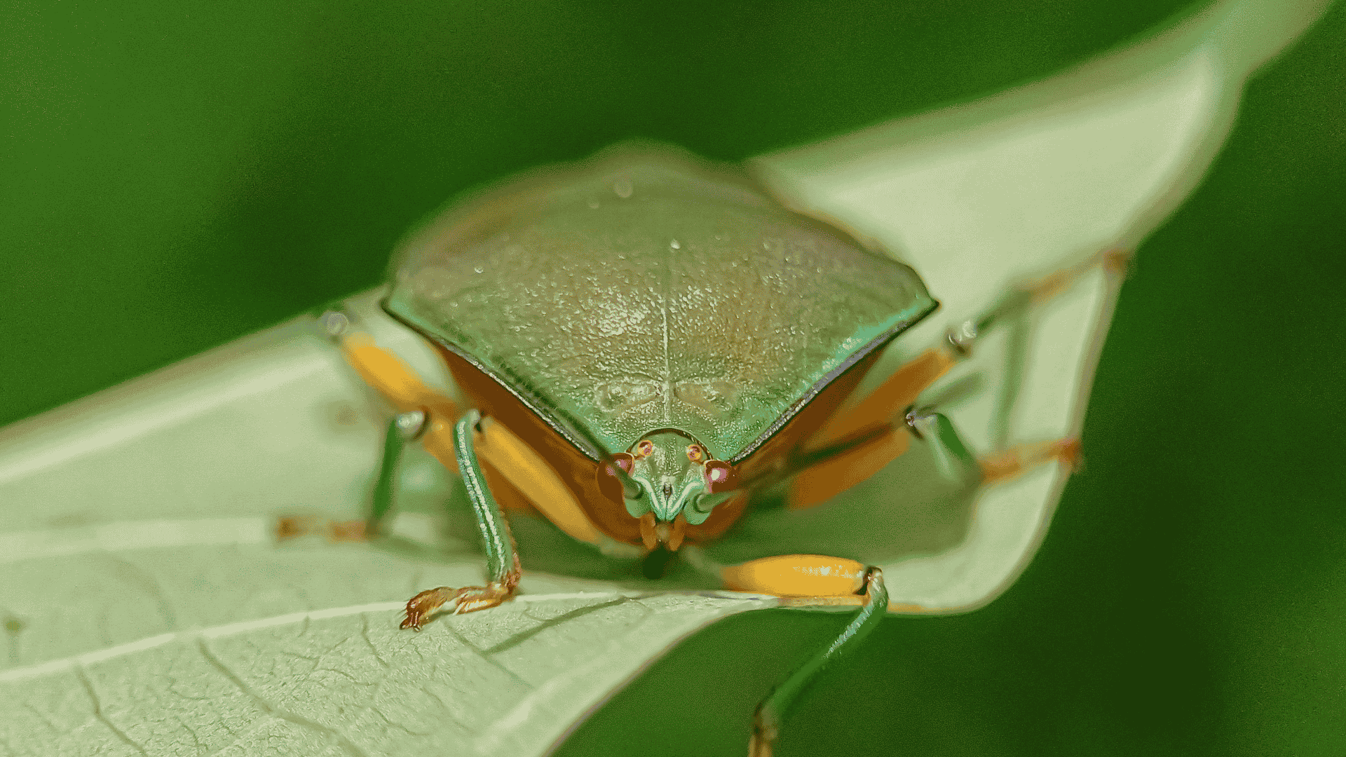 Stink Bugs in East Tennessee: How to Keep Them Out