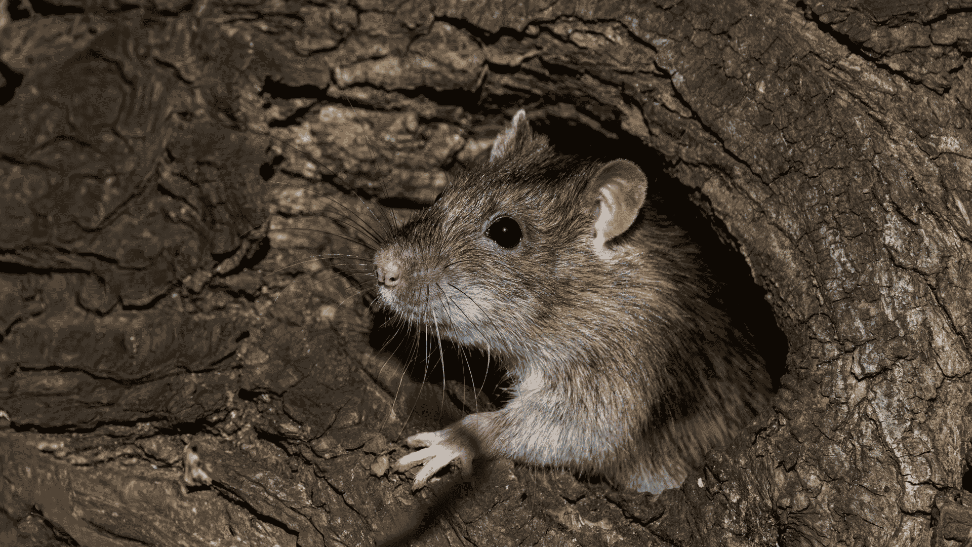 How to Rodent-Proof Your Knoxville Home Before Winter
