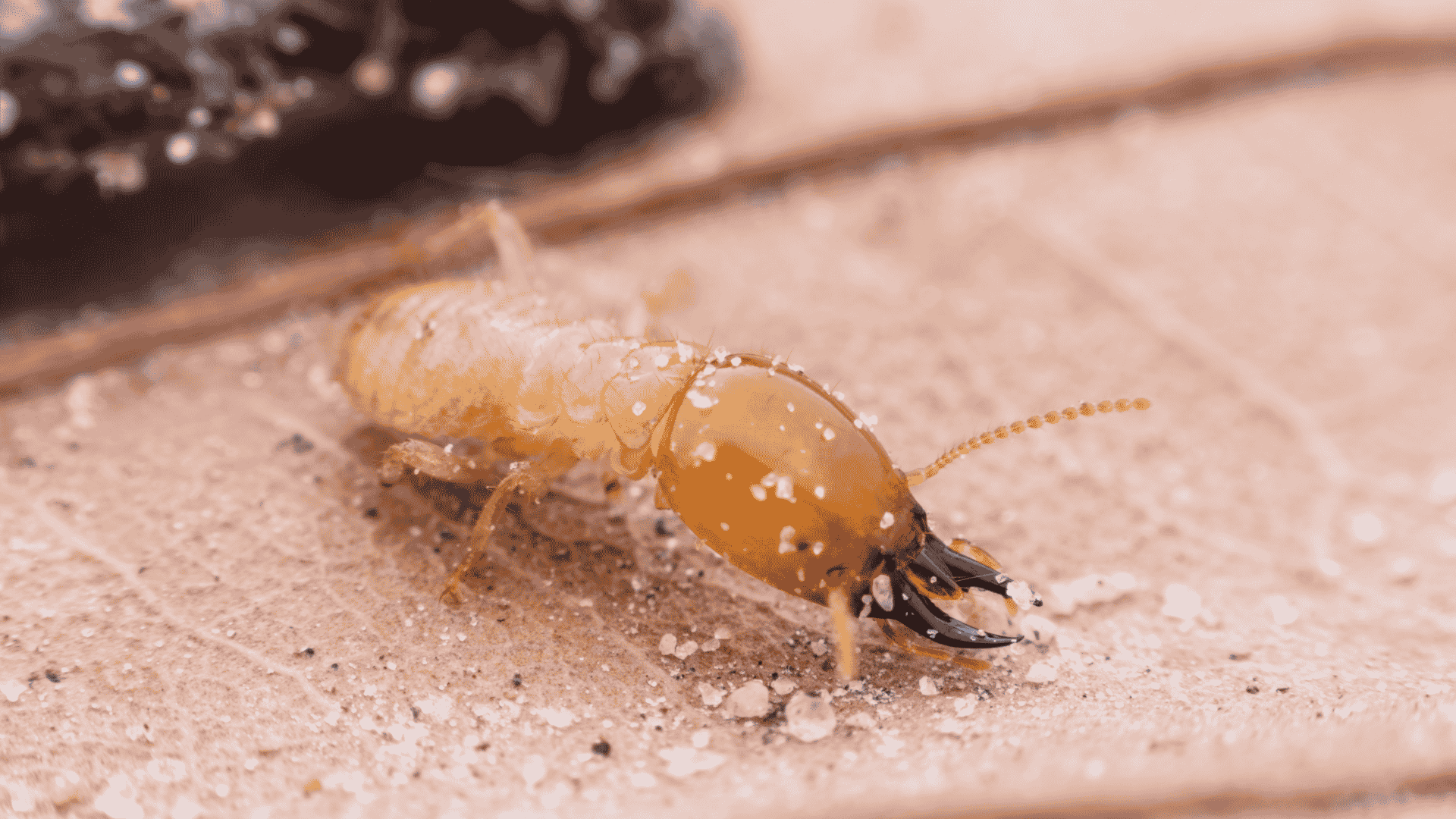 Termite Control in Farragut, TN