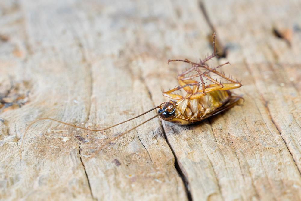 dead-roach image German cockroach infestation in a Knoxville kitchen