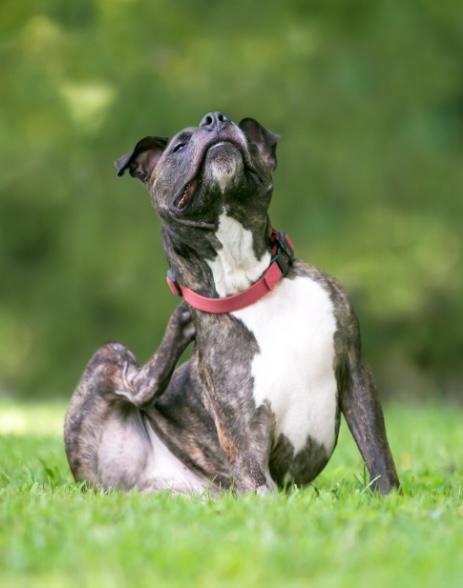 dog-with-fleas image Flea and tick control for Knoxville, TN homes