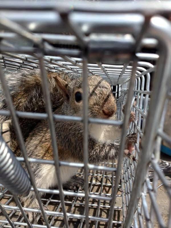 humane-trapping image Critter Wranglers technician with service van