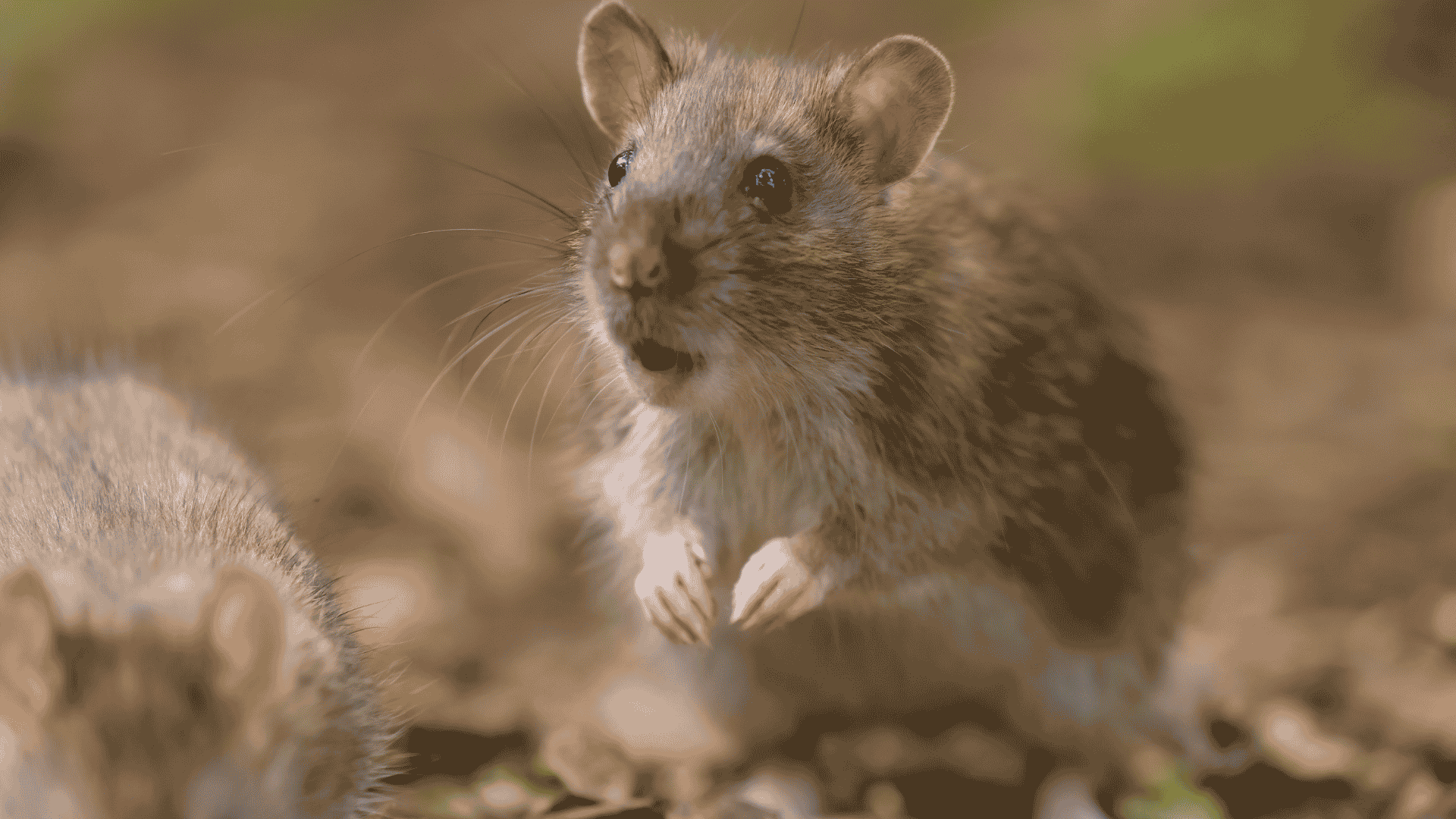 Mice vs. Rats: Which Rodent Is in Your Knoxville Home?