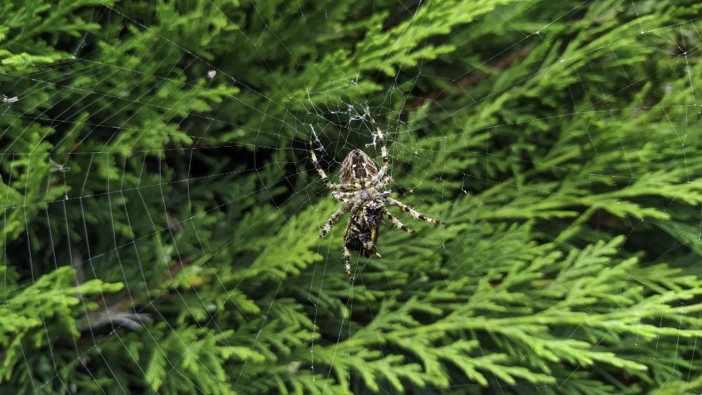 spider-in-tree image Spider control for a Knoxville, TN home