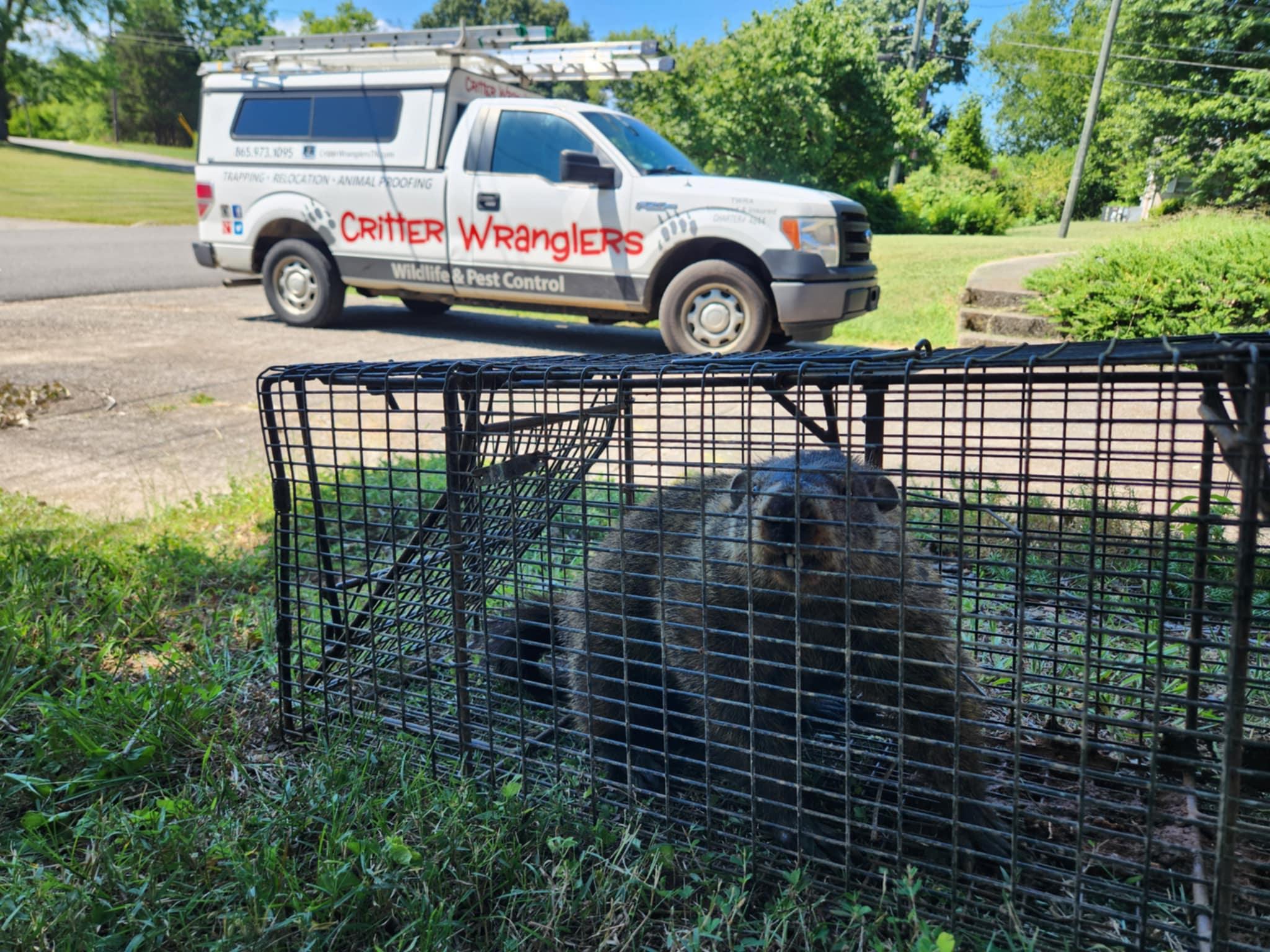 wildlife--pest image Critter Wranglers technician with service van